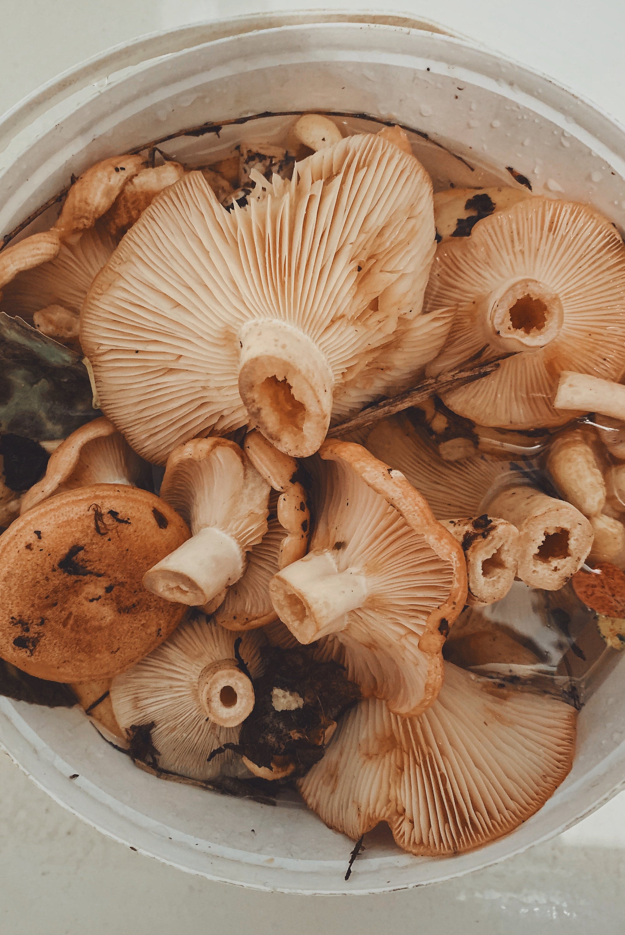 Close-up of several light brown mushrooms soaking in a white container filled with water, with some dirt and leaves visible among them.