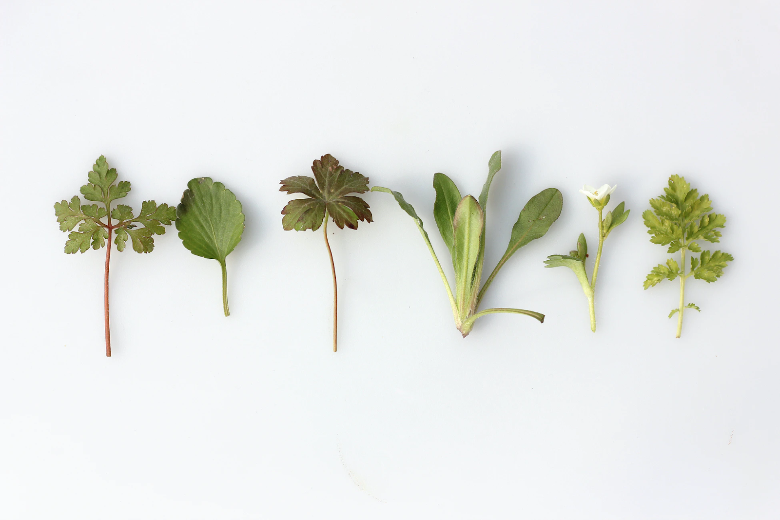 Six different green plant leaves and one small white flower arranged in a row on a white background, illustrating various adaptogens.