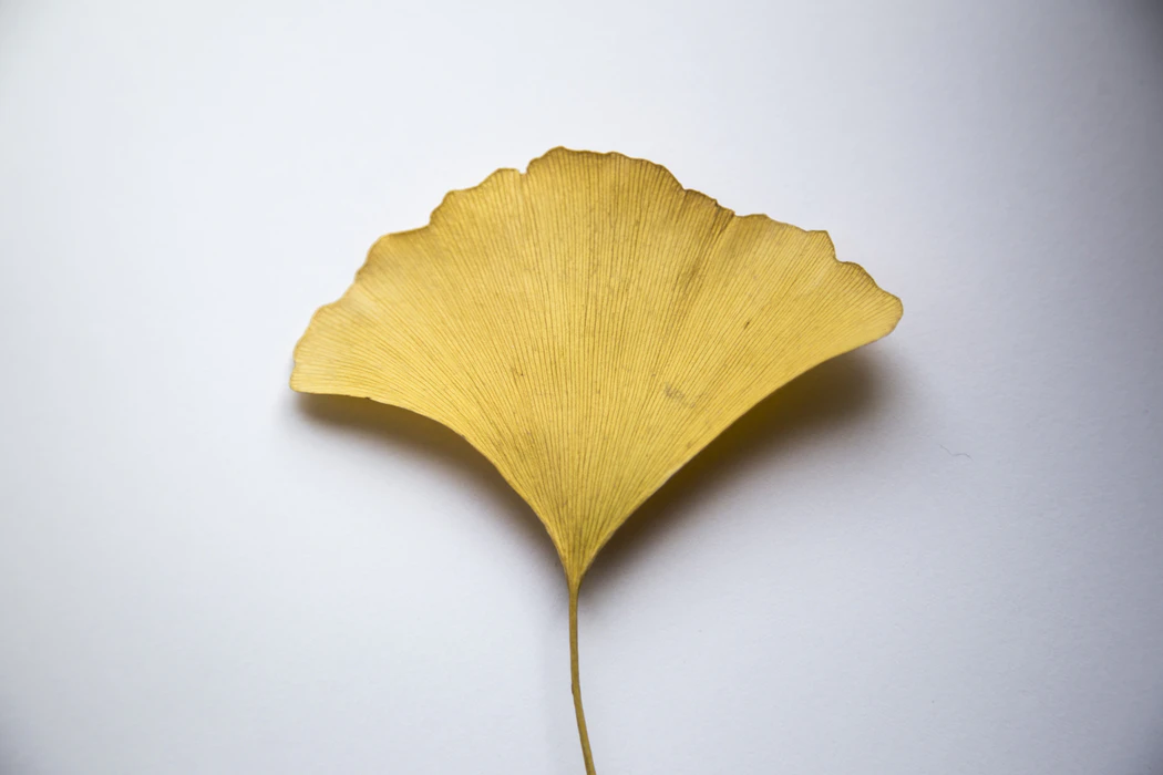 Yellow ginkgo leaf with visible veins on a white background