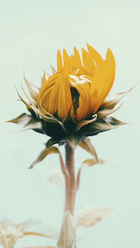 Close-up of a yellow flower bud with soft green sepals against a pale background