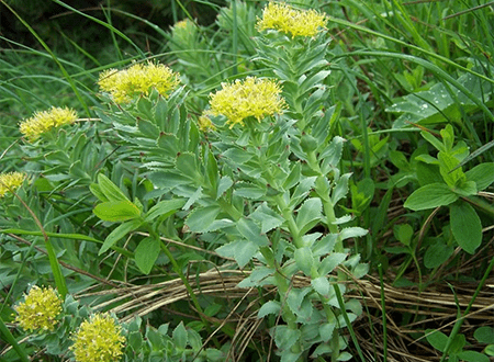 Close-up of Rhodiola Rosea plant with clusters of small yellow flowers and green serrated leaves in natural outdoor setting.