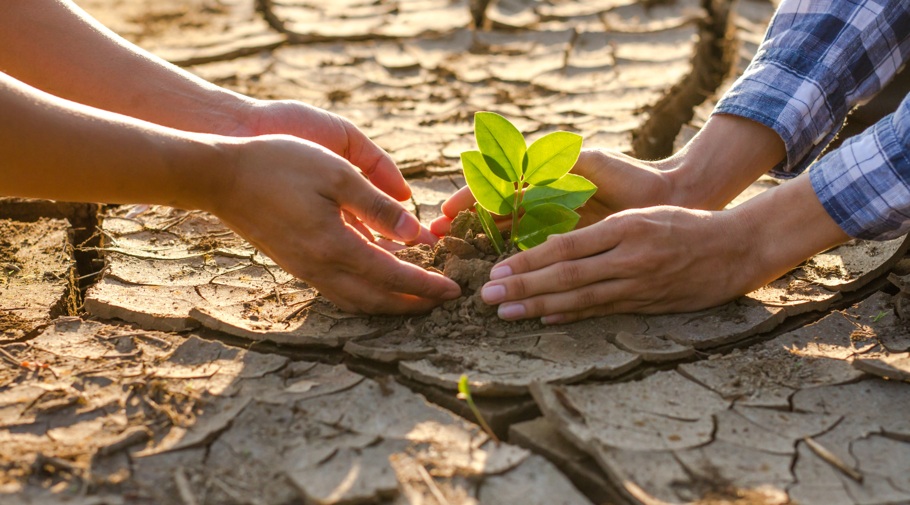 how to cope with eco anxiety and the mental health impacts of climate change