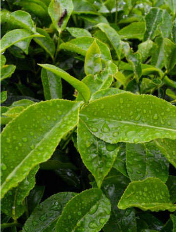 l-theanine showcased from a close-up of green leaves derived from green tea.