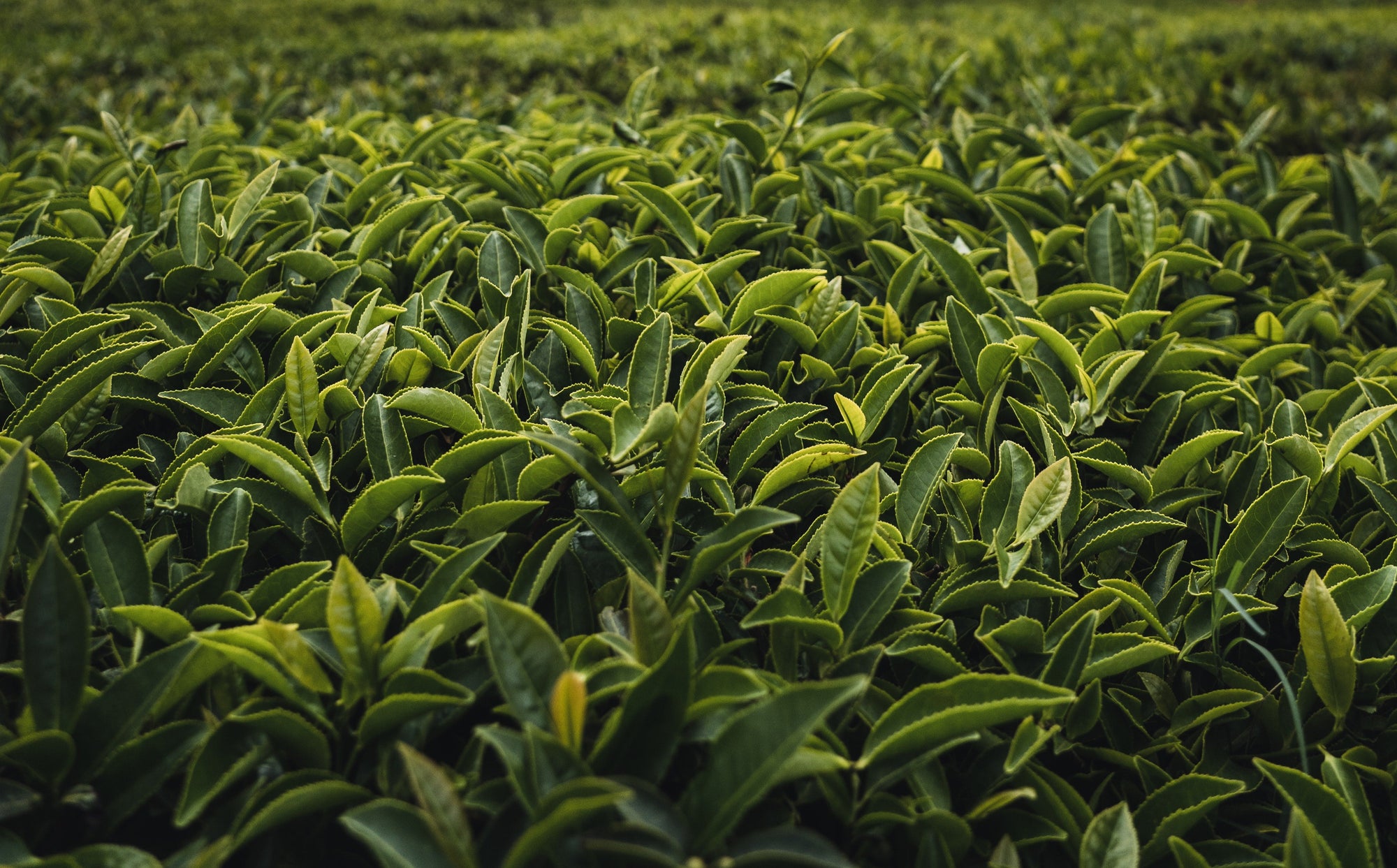 Close-up of dense green leafy plants, possibly tea leaves, under natural light.