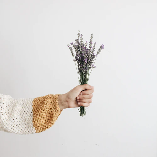A hand wearing a white and mustard knitted sweater holding a small bunch of lavender flowers against a plain white background