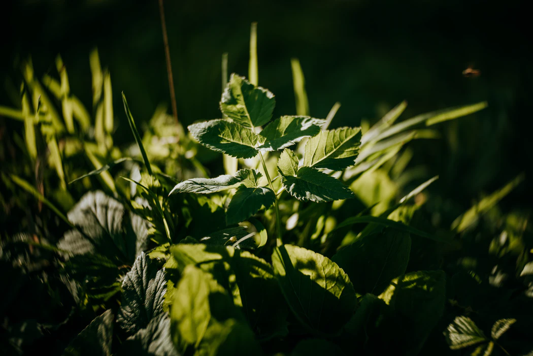 Close-up of green leaves and plants illuminated by sunlight in a natural setting.