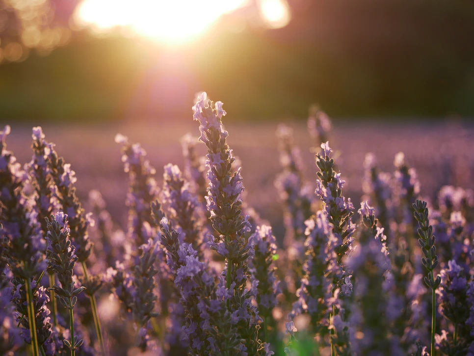 Close-up of lavender flowers in a field with sunlight shining through, creating a calming atmosphere.