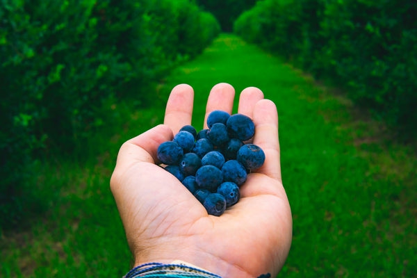 A hand holding a small pile of fresh blueberries with a green blurred background of trees and grass.