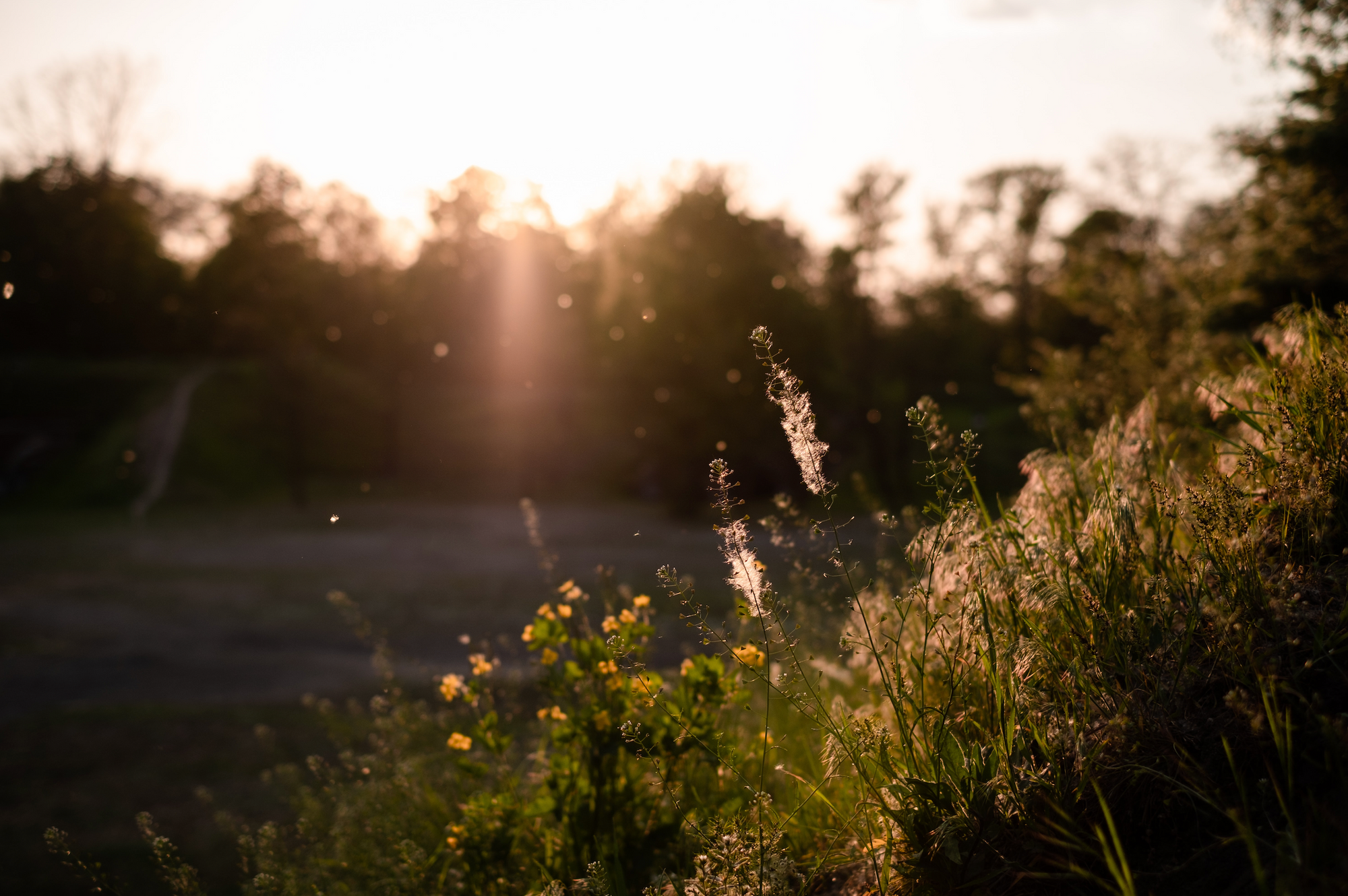 How Spring Allergies Effect Your Mood